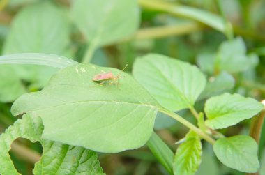 yeşil bitki yaprağı