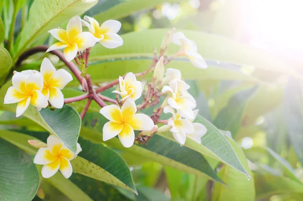 Frangipani, Plumeria kwitnący, Templetree. — Zdjęcie stockowe