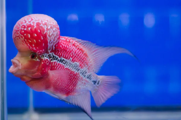 Flowerhorn ciklid fisk — Stockfoto