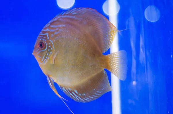 Flowerhorn ciklid fisk — Stockfoto