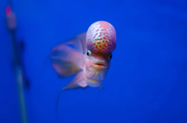 Corno di fiori Pesce ciclide — Foto Stock