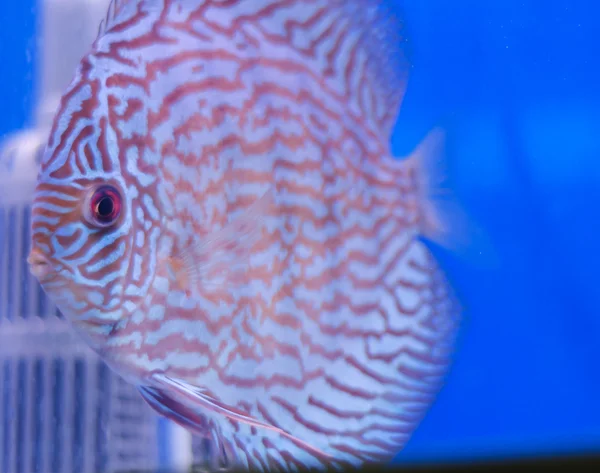 Corno di fiori Pesce ciclide — Foto Stock