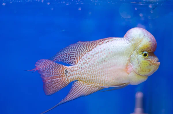 Flowerhorn Cichlid ryba — Stock fotografie