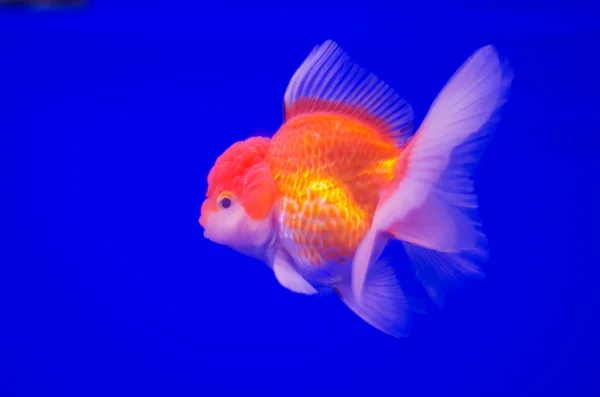 Pesci rossi in acquario — Foto Stock