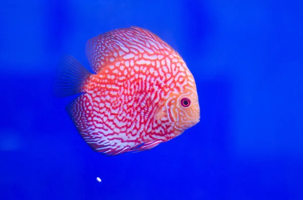 Flowerhorn Cichlid fish — Stock Photo, Image