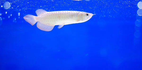 Malaiischer Bonyzungenfisch — Stockfoto