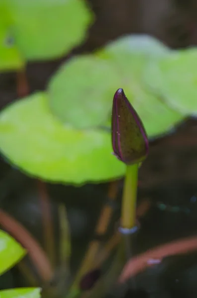 Lotus fleur — Photo