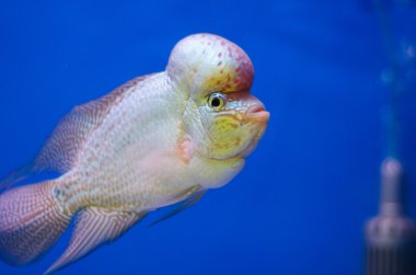 Flowerhorn Cichlid fish clipart