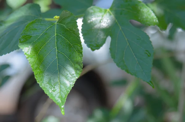 Foglia vegetale verde — Foto Stock