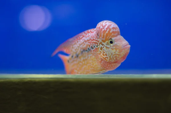 Flowerhorn ciklid fisk — Stockfoto