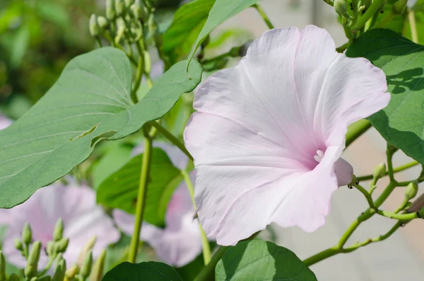 Flor rosa —  Fotos de Stock