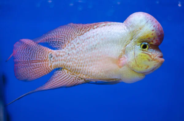 Corno di fiori Pesce ciclide — Foto Stock