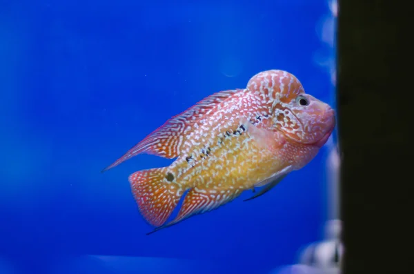 Cichlid de cuerno de flores —  Fotos de Stock