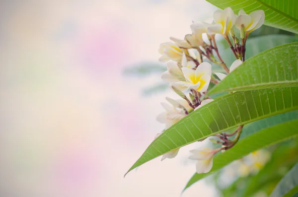 Frangipani, Plumeria bloeien — Stockfoto