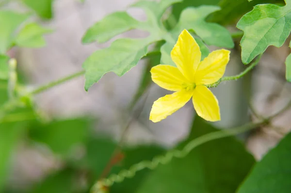 Gelbe Blüten — Stockfoto