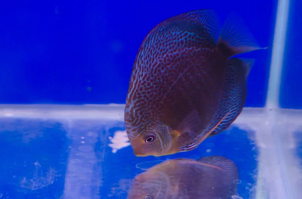 Flowerhorn ciklid fisk — Stockfoto