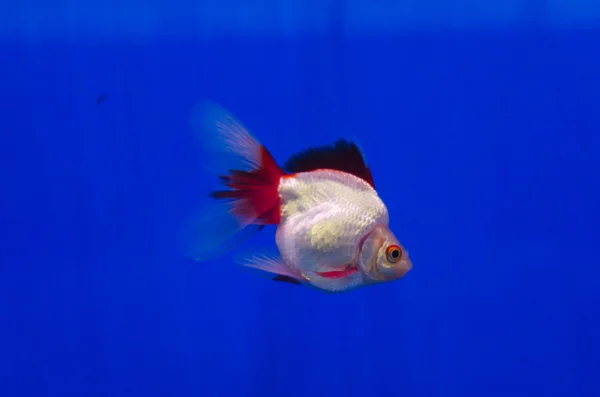 Pesci rossi in acquario — Foto Stock