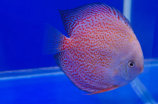 Flowerhorn ciklid fisk — Stockfoto