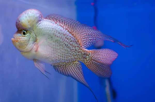 Corno di fiori Pesce ciclide — Foto Stock