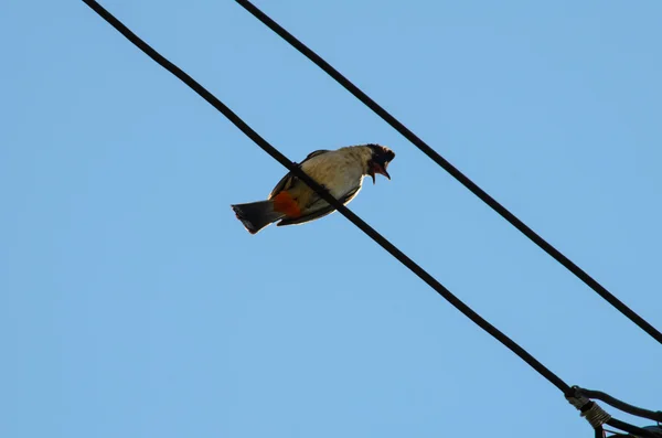 Fugl stadig på elektrisk linje - Stock-foto