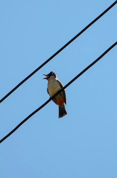 Pássaro ainda em linha elétrica — Fotografia de Stock