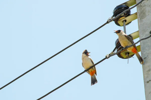 Vogel nog steeds op elektrische lijn — Stockfoto