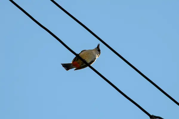 Fugl stadig på elektrisk linje - Stock-foto