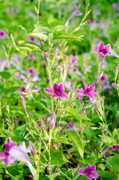 Flor — Fotografia de Stock