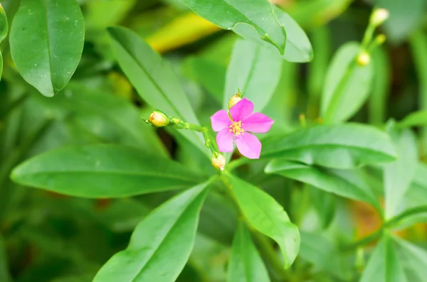 Flor —  Fotos de Stock