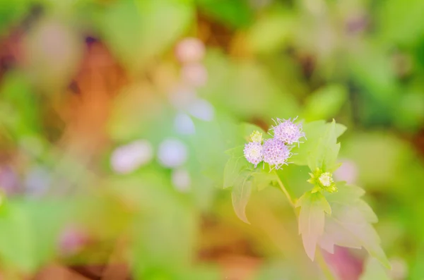 Purple grassp — Stock Photo, Image