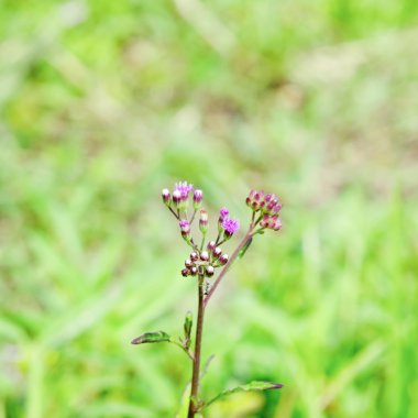 Küçük mor çimen çiçek
