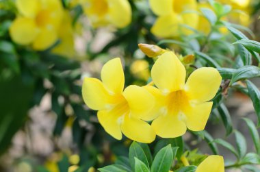 Allamanda cathartica