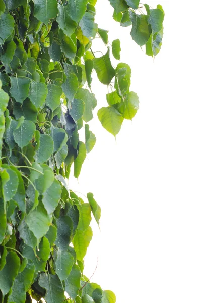 Sacred Fig Tree leaves — Stock Photo, Image