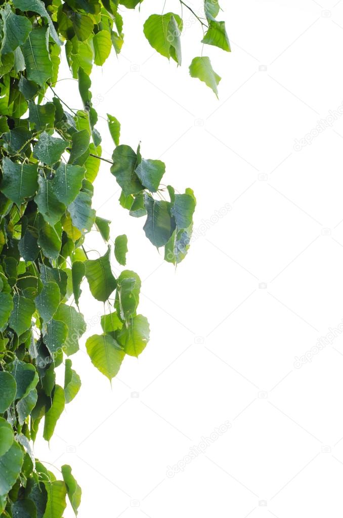 Sacred Fig Tree leaves