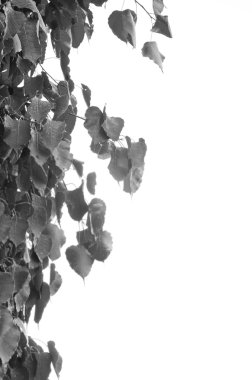 Kutsal incir ağacı yaprakları