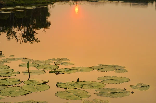 Flor de lótus no lago — Fotografia de Stock