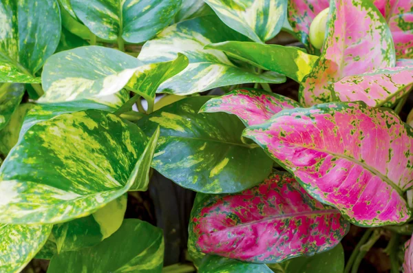 Pothos lascia sfondo — Foto Stock