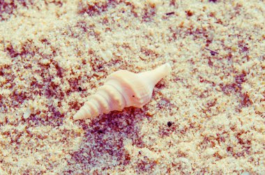 Seashell kum plaj