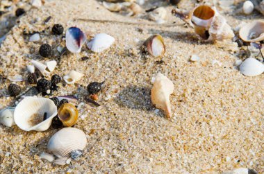 Seashell kum plaj