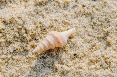 Seashell kum plaj