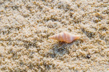 Seashell kum plaj