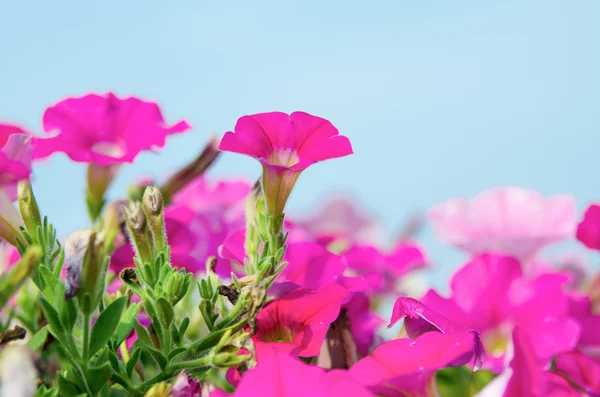 Flor de petúnia rosa — Fotografia de Stock