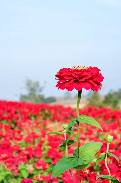 Zinnia çiçeği kırmızı