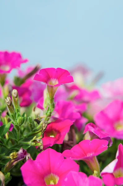 ペチュニアのピンクの花 — ストック写真