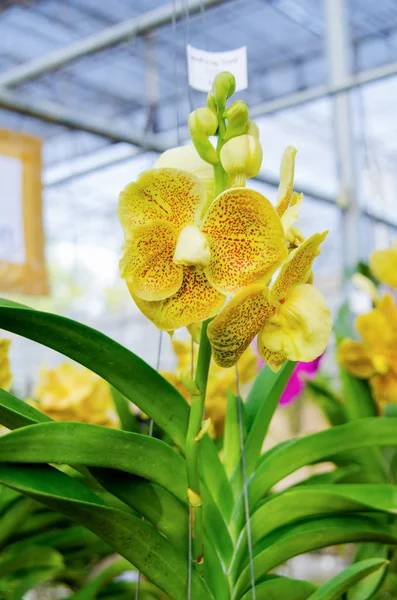 Orquídea Vanda amarillo anaranjado — Foto de Stock