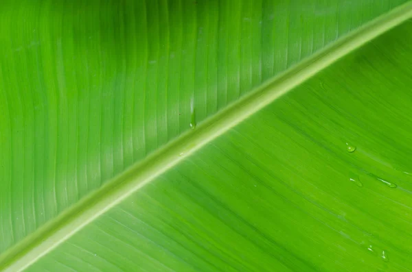 Banana verde foglia — Foto Stock