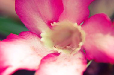 Closeup Desert Rose