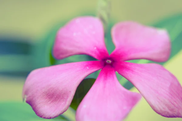 Flor periwinkle rosa — Fotografia de Stock