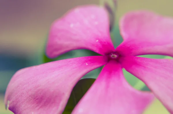 Flor periwinkle rosa — Fotografia de Stock