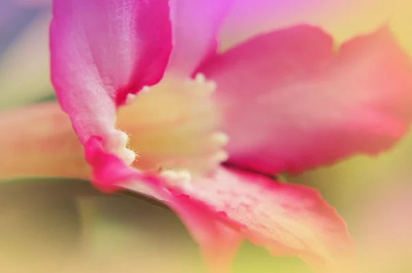 Closeup Desert Rose — Stock Photo, Image